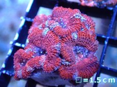 画像2: 【サンゴまとめ買い割引き10％〜20%OFF対象商品】 【サンゴ】【通販】【オーストラリア産】カクオオトゲキクメイシ (Ultra Grade）（個体販売）No.31（生体）（サンゴ） (2)