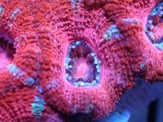 画像1: 【サンゴまとめ買い割引き10％〜20%OFF対象商品】 【サンゴ】【通販】【オーストラリア産】カクオオトゲキクメイシ (Ultra Grade）（個体販売）No.32（生体）（サンゴ） (1)