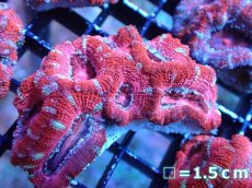 画像2: 【サンゴまとめ買い割引き10％〜20%OFF対象商品】 【サンゴ】【通販】【オーストラリア産】カクオオトゲキクメイシ (Ultra Grade）（個体販売）No.32（生体）（サンゴ） (2)