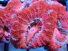 画像1: 【サンゴまとめ買い割引き10％〜20%OFF対象商品】 【サンゴ】【通販】【オーストラリア産】カクオオトゲキクメイシ (Ultra Grade）（個体販売）No.33（生体）（サンゴ） (1)