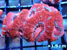 画像2: 【サンゴまとめ買い割引き10％〜20%OFF対象商品】 【サンゴ】【通販】【オーストラリア産】カクオオトゲキクメイシ (Ultra Grade）（個体販売）No.33（生体）（サンゴ） (2)