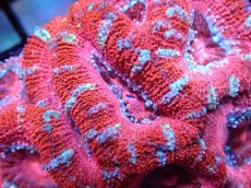 画像1: 【サンゴまとめ買い割引き10％〜20%OFF対象商品】 【サンゴ】【通販】【オーストラリア産】カクオオトゲキクメイシ (Ultra Grade）（個体販売）No.34（生体）（サンゴ） (1)