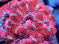 画像1: 【サンゴまとめ買い割引き10％〜20%OFF対象商品】 【サンゴ】【通販】【オーストラリア産】カクオオトゲキクメイシ (Ultra Grade）（個体販売）No.35（生体）（サンゴ） (1)