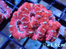 画像2: 【サンゴまとめ買い割引き10％〜20%OFF対象商品】 【サンゴ】【通販】【オーストラリア産】カクオオトゲキクメイシ (Ultra Grade）（個体販売）No.35（生体）（サンゴ） (2)