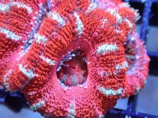 画像1: 【サンゴまとめ買い割引き10％〜20%OFF対象商品】 【サンゴ】【通販】【オーストラリア産】カクオオトゲキクメイシ (Ultra Grade）（個体販売）No.36（生体）（サンゴ） (1)