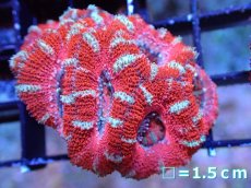 画像2: 【サンゴまとめ買い割引き10％〜20%OFF対象商品】 【サンゴ】【通販】【オーストラリア産】カクオオトゲキクメイシ (Ultra Grade）（個体販売）No.36（生体）（サンゴ） (2)