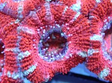 画像1: 【サンゴまとめ買い割引き10％〜20%OFF対象商品】 【サンゴ】【通販】【オーストラリア産】カクオオトゲキクメイシ (Ultra Grade）（個体販売）No.37（生体）（サンゴ） (1)