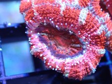 画像1: 【サンゴまとめ買い割引き10％〜20%OFF対象商品】 【サンゴ】【通販】【オーストラリア産】カクオオトゲキクメイシ (Ultra Grade）（個体販売）No.39（生体）（サンゴ） (1)