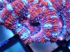 画像1: 【サンゴまとめ買い割引き10％〜20%OFF対象商品】 【サンゴ】【通販】【オーストラリア産】カクオオトゲキクメイシ (Ultra Grade）（個体販売）No.40（生体）（サンゴ） (1)