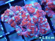 画像2: 【サンゴまとめ買い割引き10％〜20%OFF対象商品】 【サンゴ】【通販】【オーストラリア産】カクオオトゲキクメイシ (Ultra Grade）（個体販売）No.40（生体）（サンゴ） (2)