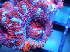 画像1: 【サンゴまとめ買い割引き10％〜20%OFF対象商品】 【サンゴ】【通販】【オーストラリア産】カクオオトゲキクメイシ (Ultra Grade）（個体販売）No.41（生体）（サンゴ） (1)