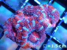 画像2: 【サンゴまとめ買い割引き10％〜20%OFF対象商品】 【サンゴ】【通販】【オーストラリア産】カクオオトゲキクメイシ (Ultra Grade）（個体販売）No.41（生体）（サンゴ） (2)