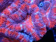 画像1: 【サンゴまとめ買い割引き10％〜20%OFF対象商品】 【サンゴ】【通販】【オーストラリア産】カクオオトゲキクメイシ (Ultra Grade）（個体販売）No.42（生体）（サンゴ） (1)