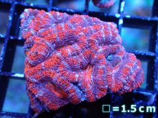 画像2: 【サンゴまとめ買い割引き10％〜20%OFF対象商品】 【サンゴ】【通販】【オーストラリア産】カクオオトゲキクメイシ (Ultra Grade）（個体販売）No.42（生体）（サンゴ） (2)