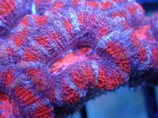 画像1: 【サンゴまとめ買い割引き10％〜20%OFF対象商品】 【サンゴ】【通販】【オーストラリア産】カクオオトゲキクメイシ (Ultra Grade）（個体販売）No.43（生体）（サンゴ） (1)