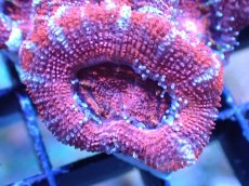 画像1: 【サンゴまとめ買い割引き10％〜20%OFF対象商品】 【サンゴ】【通販】【オーストラリア産】カクオオトゲキクメイシ (Ultra Grade）（個体販売）No.44（生体）（サンゴ） (1)