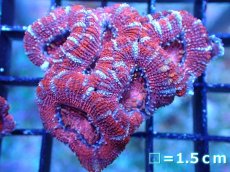 画像2: 【サンゴまとめ買い割引き10％〜20%OFF対象商品】 【サンゴ】【通販】【オーストラリア産】カクオオトゲキクメイシ (Ultra Grade）（個体販売）No.44（生体）（サンゴ） (2)