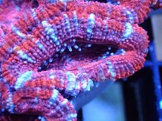 画像1: 【サンゴまとめ買い割引き10％〜20%OFF対象商品】 【サンゴ】【通販】【オーストラリア産】カクオオトゲキクメイシ (Ultra Grade）（個体販売）No.45（生体）（サンゴ） (1)