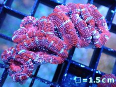 画像2: 【サンゴまとめ買い割引き10％〜20%OFF対象商品】 【サンゴ】【通販】【オーストラリア産】カクオオトゲキクメイシ (Ultra Grade）（個体販売）No.45（生体）（サンゴ） (2)