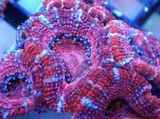 画像1: 【サンゴまとめ買い割引き10％〜20%OFF対象商品】 【サンゴ】【通販】【オーストラリア産】カクオオトゲキクメイシ (Ultra Grade）（個体販売）No.46（生体）（サンゴ） (1)