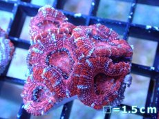 画像2: 【サンゴまとめ買い割引き10％〜20%OFF対象商品】 【サンゴ】【通販】【オーストラリア産】カクオオトゲキクメイシ (Ultra Grade）（個体販売）No.46（生体）（サンゴ） (2)