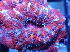 画像1: 【サンゴまとめ買い割引き10％〜20%OFF対象商品】 【サンゴ】【通販】【オーストラリア産】カクオオトゲキクメイシ (Ultra Grade）（個体販売）No.47（生体）（サンゴ） (1)