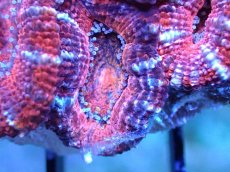 画像1: 【サンゴまとめ買い割引き10％〜20%OFF対象商品】 【サンゴ】【通販】【オーストラリア産】カクオオトゲキクメイシ (Ultra Grade）（個体販売）No.48（生体）（サンゴ） (1)