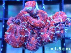 画像2: 【サンゴまとめ買い割引き10％〜20%OFF対象商品】 【サンゴ】【通販】【オーストラリア産】カクオオトゲキクメイシ (Ultra Grade）（個体販売）No.48（生体）（サンゴ） (2)