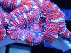 画像1: 【サンゴまとめ買い割引き10％〜20%OFF対象商品】 【サンゴ】【通販】【オーストラリア産】カクオオトゲキクメイシ (Ultra Grade）（個体販売）No.49（生体）（サンゴ） (1)