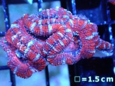 画像2: 【サンゴまとめ買い割引き10％〜20%OFF対象商品】 【サンゴ】【通販】【オーストラリア産】カクオオトゲキクメイシ (Ultra Grade）（個体販売）No.49（生体）（サンゴ） (2)