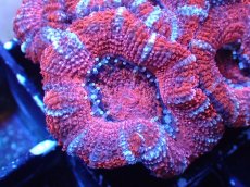 画像1: 【サンゴまとめ買い割引き10％〜20%OFF対象商品】 【サンゴ】【通販】【オーストラリア産】カクオオトゲキクメイシ (Ultra Grade）（個体販売）No.50（生体）（サンゴ） (1)