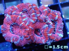 画像2: 【サンゴまとめ買い割引き10％〜20%OFF対象商品】 【サンゴ】【通販】【オーストラリア産】カクオオトゲキクメイシ (Ultra Grade）（個体販売）No.50（生体）（サンゴ） (2)