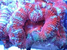 画像1: 【サンゴまとめ買い割引き10％〜20%OFF対象商品】 【サンゴ】【通販】【オーストラリア産】カクオオトゲキクメイシ (Ultra Grade）（個体販売）No.51（生体）（サンゴ） (1)