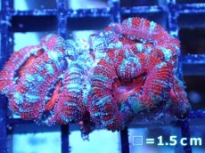 画像2: 【サンゴまとめ買い割引き10％〜20%OFF対象商品】 【サンゴ】【通販】【オーストラリア産】カクオオトゲキクメイシ (Ultra Grade）（個体販売）No.51（生体）（サンゴ） (2)