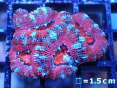 画像2: 【サンゴまとめ買い割引き10％〜20%OFF対象商品】 【サンゴ】【通販】【オーストラリア産】カクオオトゲキクメイシ (Ultra Grade）（個体販売）No.52（生体）（サンゴ） (2)