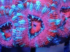 画像1: 【サンゴまとめ買い割引き10％〜20%OFF対象商品】 【サンゴ】【通販】【オーストラリア産】カクオオトゲキクメイシ (Ultra Grade）（個体販売）No.53（生体）（サンゴ） (1)