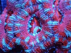 画像1: 【サンゴまとめ買い割引き10％〜20%OFF対象商品】 【サンゴ】【通販】【オーストラリア産】カクオオトゲキクメイシ (Ultra Grade）（個体販売）No.54（生体）（サンゴ） (1)