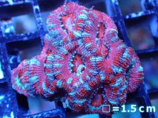 画像2: 【サンゴまとめ買い割引き10％〜20%OFF対象商品】 【サンゴ】【通販】【オーストラリア産】カクオオトゲキクメイシ (Ultra Grade）（個体販売）No.54（生体）（サンゴ） (2)