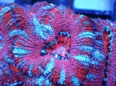 画像1: 【サンゴまとめ買い割引き10％〜20%OFF対象商品】 【サンゴ】【通販】【オーストラリア産】カクオオトゲキクメイシ (Ultra Grade）（個体販売）No.55（生体）（サンゴ） (1)