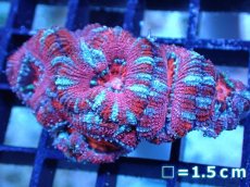 画像2: 【サンゴまとめ買い割引き10％〜20%OFF対象商品】 【サンゴ】【通販】【オーストラリア産】カクオオトゲキクメイシ (Ultra Grade）（個体販売）No.55（生体）（サンゴ） (2)