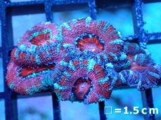 画像2: 【サンゴまとめ買い割引き10％〜20%OFF対象商品】 【サンゴ】【通販】【オーストラリア産】カクオオトゲキクメイシ (Ultra Grade）（個体販売）No.56（生体）（サンゴ） (2)