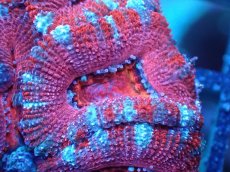 画像1: 【サンゴまとめ買い割引き10％〜20%OFF対象商品】 【サンゴ】【通販】【オーストラリア産】カクオオトゲキクメイシ (Ultra Grade）（個体販売）No.57（生体）（サンゴ） (1)