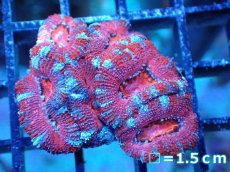画像2: 【サンゴまとめ買い割引き10％〜20%OFF対象商品】 【サンゴ】【通販】【オーストラリア産】カクオオトゲキクメイシ (Ultra Grade）（個体販売）No.57（生体）（サンゴ） (2)