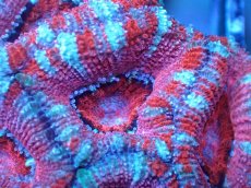 画像1: 【サンゴまとめ買い割引き10％〜20%OFF対象商品】 【サンゴ】【通販】【オーストラリア産】カクオオトゲキクメイシ (Ultra Grade）（個体販売）No.58（生体）（サンゴ） (1)