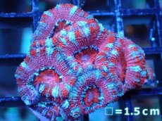 画像2: 【サンゴまとめ買い割引き10％〜20%OFF対象商品】 【サンゴ】【通販】【オーストラリア産】カクオオトゲキクメイシ (Ultra Grade）（個体販売）No.58（生体）（サンゴ） (2)