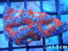 画像2: 【サンゴまとめ買い割引き10％〜20%OFF対象商品】 【サンゴ】【通販】【オーストラリア産】カクオオトゲキクメイシ (Ultra Grade）（個体販売）No.60（生体）（サンゴ） (2)