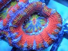 画像1: 【サンゴまとめ買い割引き10％〜20%OFF対象商品】 【サンゴ】【通販】【オーストラリア産】カクオオトゲキクメイシ (Ultra Grade）（個体販売）No.62（生体）（サンゴ） (1)