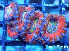 画像2: 【サンゴまとめ買い割引き10％〜20%OFF対象商品】 【サンゴ】【通販】【オーストラリア産】カクオオトゲキクメイシ (Ultra Grade）（個体販売）No.62（生体）（サンゴ） (2)