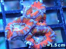 画像2: 【サンゴまとめ買い割引き10％〜20%OFF対象商品】 【サンゴ】【通販】【オーストラリア産】カクオオトゲキクメイシ (Ultra Grade）（個体販売）No.63（生体）（サンゴ） (2)