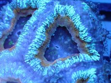 画像1: 【サンゴまとめ買い割引き10％〜20%OFF対象商品】 【サンゴ】【通販】【オーストラリア産】カクオオトゲキクメイシ (Ultra Grade）（個体販売）No.64（生体）（サンゴ） (1)